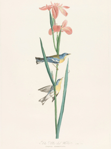 John James Audubon - Blue Yellow Back Warbler. Sylvia americana | Джон Джеймс Одюбон John James Audubon - Blue Yellow Back Warbler. Sylvia americana | Джон Джеймс Одюбон