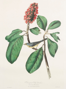 John James Audubon - Bonaparte Fly Catcher. Muscicapa bonapartii | Джон Джеймс Одюбон