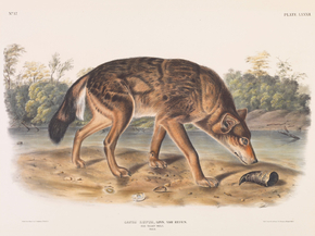 John James Audubon - Canis lupus, Linn, Var. rufus. Red Texan Wolf. Male | Джон Джеймс Одюбон