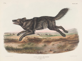 John James Audubon - Canis lupus, Linn. Var. Ater. Black American Wolf. Male | Джон Джеймс Одюбон