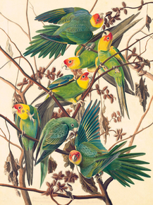 John James Audubon - Carolina Parakeet | Джон Джеймс Одюбон
