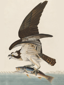 John James Audubon - Fish Hawk | Джон Джеймс Одюбон