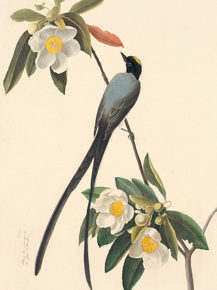 John James Audubon - Fork-tailed Flycatcher. Tyrannus savana | Джон Джеймс Одюбон