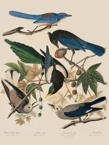 John James Audubon - Four Birds Yellow Billed Magpie | Джон Джеймс Одюбон