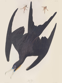 John James Audubon - Frigate Pelican, Tachypetes aquilus | Джон Джеймс Одюбон