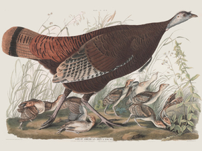 John James Audubon - Great American Hen & Young. Vulgo, Female Wild Turkey | Джон Джеймс Одюбон