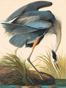 John James Audubon - Great Blue Heron. Ardea herodias | Джон Джеймс Одюбон