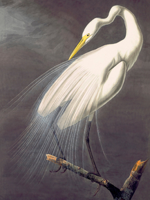 John James Audubon - Great Egret. Ardea alba | Джон Джеймс Одюбон
