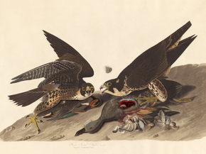 John James Audubon - Great Footed Hawk | Джон Джеймс Одюбон
