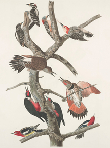 John James Audubon - Hairy Woodpecker, Red-Bellied Woodpecker | Джон Джеймс Одюбон