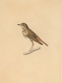 John James Audubon - Hermit Thrush | Джон Джеймс Одюбон
