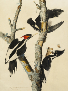 John James Audubon - Ivory-billed Woodpecker Campephilus principalis | Джон Джеймс Одюбон