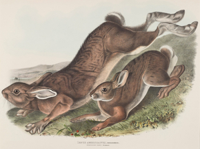 John James Audubon - Lepus americanus. Erxlebein. Northern Hare. Summer | Джон Джеймс Одюбон