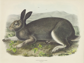 John James Audubon - Lepus gacialis, Leach. Polar Hare | Джон Джеймс Одюбон