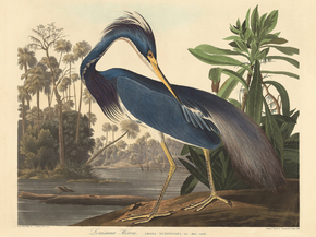 John James Audubon - Louisiana Heron | Джон Джеймс Одюбон