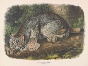 John James Audubon - Lynx canadensis. Geoff. Canada Lynx. Natural Size. Male | Джон Джеймс Одюбон