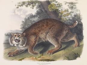 John James Audubon - Lynx rufus. Guldenstaed. Common American Wild Cat | Джон Джеймс Одюбон