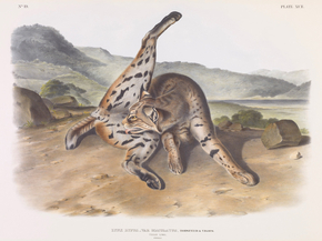 John James Audubon - Lynx rufus. Var. maculatus, Horsfield & Vigors | Джон Джеймс Одюбон