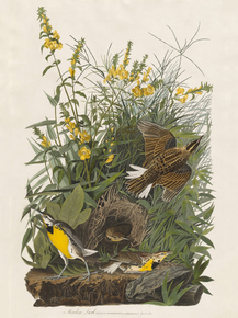 John James Audubon - Meadow Lark | Джон Джеймс Одюбон