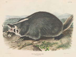 John James Audubon - Meles labradoria, Sabine, American Badger | Джон Джеймс Одюбон