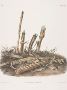 John James Audubon - Mus minimus, Aud & Bach, Little Harvest Mouse | Джон Джеймс Одюбон