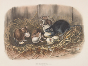 John James Audubon - Mus rattus et var. Linn. Black Rat. Old & Young | Джон Джеймс Одюбон