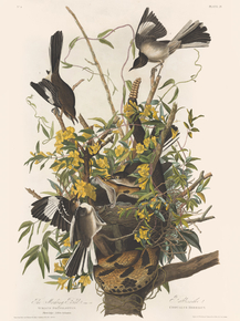 John James Audubon - Northern Mockingbird, Mimus polyglottos | Джон Джеймс Одюбон
