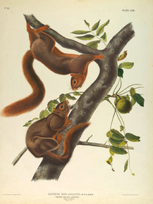 John James Audubon - Orange-Bellied Squirrel | Джон Джеймс Одюбон