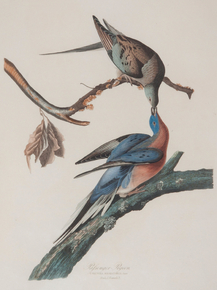 John James Audubon - Passenger Pigeon | Джон Джеймс Одюбон John James Audubon - Passenger Pigeon | Джон Джеймс Одюбон