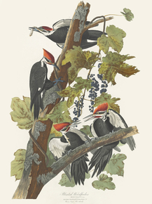 John James Audubon - Pileated Woodpecker | Джон Джеймс Одюбон