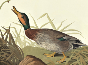 John James Audubon - Bemaculated Duck, ​Anas Glocitans | Джон Джеймс Одюбон