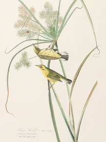 John James Audubon - Prairie Warbler. 1. Male 2. Female | Джон Джеймс Одюбон