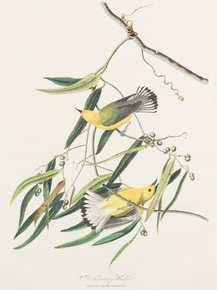 John James Audubon - Prothonotary Warbler. Dacnis protonarius | Джон Джеймс Одюбон