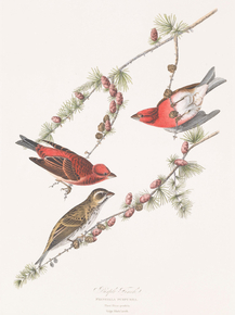 John James Audubon - Purple Finch. Fringilla purpurea | Джон Джеймс Одюбон