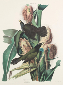 John James Audubon - Purple Grackle, 1. Male 2. Female | Джон Джеймс Одюбон