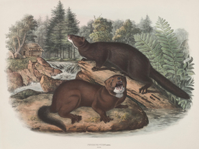 John James Audubon - Putorius vison, Linn. Mink. Male & Female | Джон Джеймс Одюбон