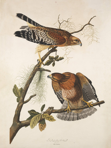 John James Audubon - Red-shouldered Hawk, Buteo lineatus | Джон Джеймс Одюбон