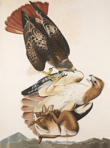John James Audubon - Red-tailed Hawk, Buteo jamaicensis | Джон Джеймс Одюбон