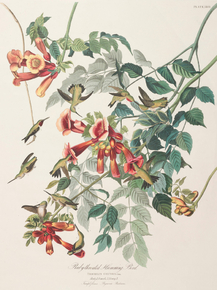 John James Audubon - Ruby-Throated Humming Bird | Джон Джеймс Одюбон John James Audubon - Ruby-Throated Humming Bird | Джон Джеймс Одюбон