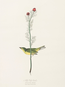 John James Audubon - Selby's Fly Catcher, Muscicapa selbii | Джон Джеймс Одюбон