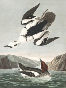 John James Audubon - Smew or White Nun | Джон Джеймс Одюбон