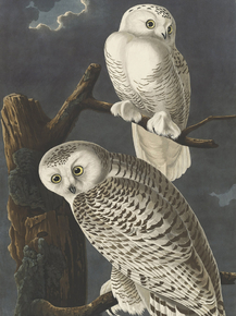 John James Audubon - Snowy Owl | Джон Джеймс Одюбон