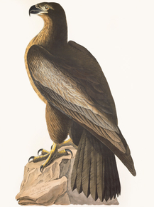 John James Audubon - The Bird of Washington | Джон Джеймс Одюбон