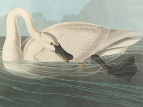 John James Audubon - The Birds of America | Джон Джеймс Одюбон John James Audubon - The Birds of America | Джон Джеймс Одюбон