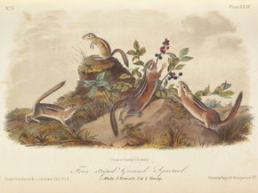 John James Audubon - The Quadrupeds of North America | Джон Джеймс Одюбон
