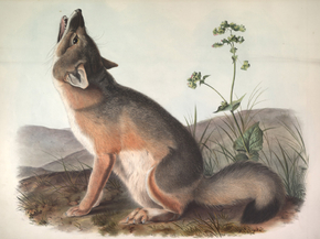John James Audubon - The Viviparous Quadrupeds | Джон Джеймс Одюбон