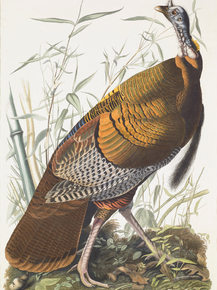 John James Audubon - Vulgo Meleagris gallapavo | Джон Джеймс Одюбон