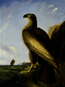 John James Audubon - Washington Sea Eagle | Джон Джеймс Одюбон