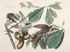 John James Audubon - Yellow Billed Cuckoo | Джон Джеймс Одюбон