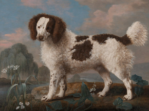 George Stubbs - Brown and White Norfolk or Water Spaniel | Джордж Стаббс
